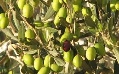 بعقود مبكرة سماسرة أردنيون يبيعون الزيتون لـ إسرائيل