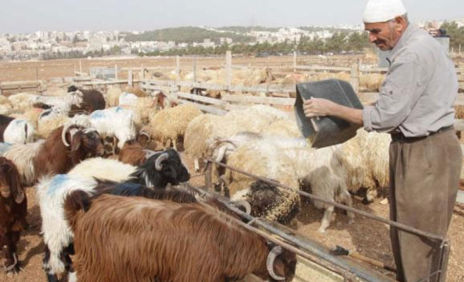 مربو الماشية: المهنة لم تعد مجدية وباتت عبئا اقتصاديا