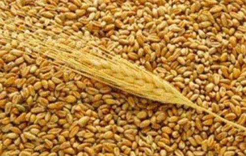 الأردن يشتري 50 ألف طن من القمح