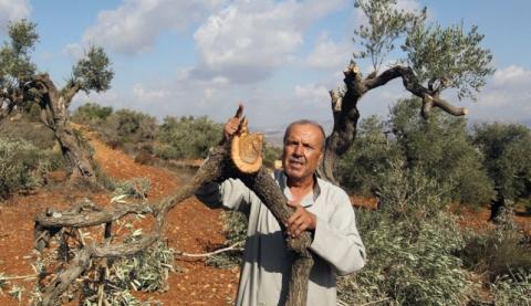 مستوطنون يقتلعون 800 شجرة زيتون شرق الخليل