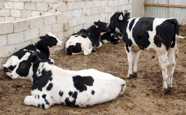 مربو أبقار يحتجون على استيراد الحليب المجفف