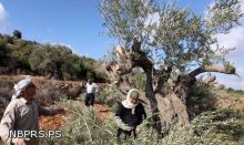 يوميات حرب مفتوحه من قوات الاحتلال وقطعان المستوطنين على أشجار الزيتون في موسم القطاف
