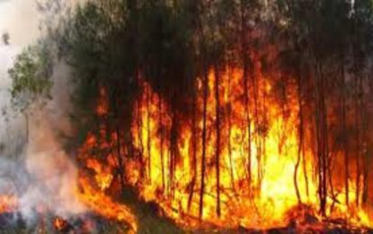 عشرات الآلاف يغادرون منازلهم في كاليفورنيا هرباً من الحرائق