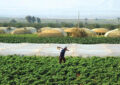    المزارعون يطالبون الحكومة باعفائهم من فوائد “الاقراض الزراعي”