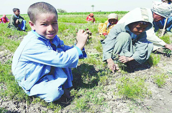 «الفاو» و»العمل الدولية» تتعاونان لمكافحة عمل الأطفال في الزراعة