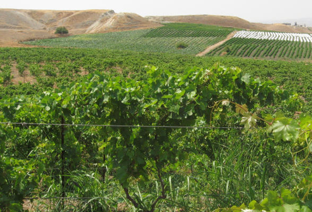 لماذا لم تعد الزراعة في الأردن قطاعًا إنتاجيًا؟