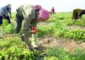 الزيناتي:ضم عمال الزراعة إلى نقابة الصناعات الغذائية ضربة موجعة بعد صدور نظام الزراعة